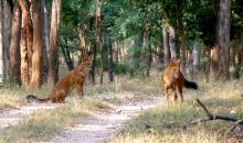 Pakhui Wildlife Sanctuary