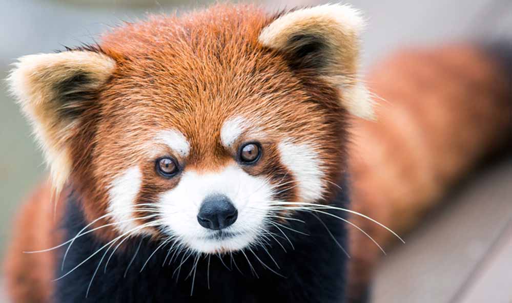 Balpakram National Park