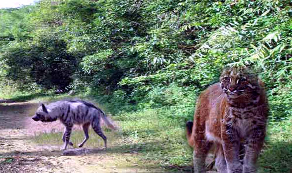 Balpakram National Park