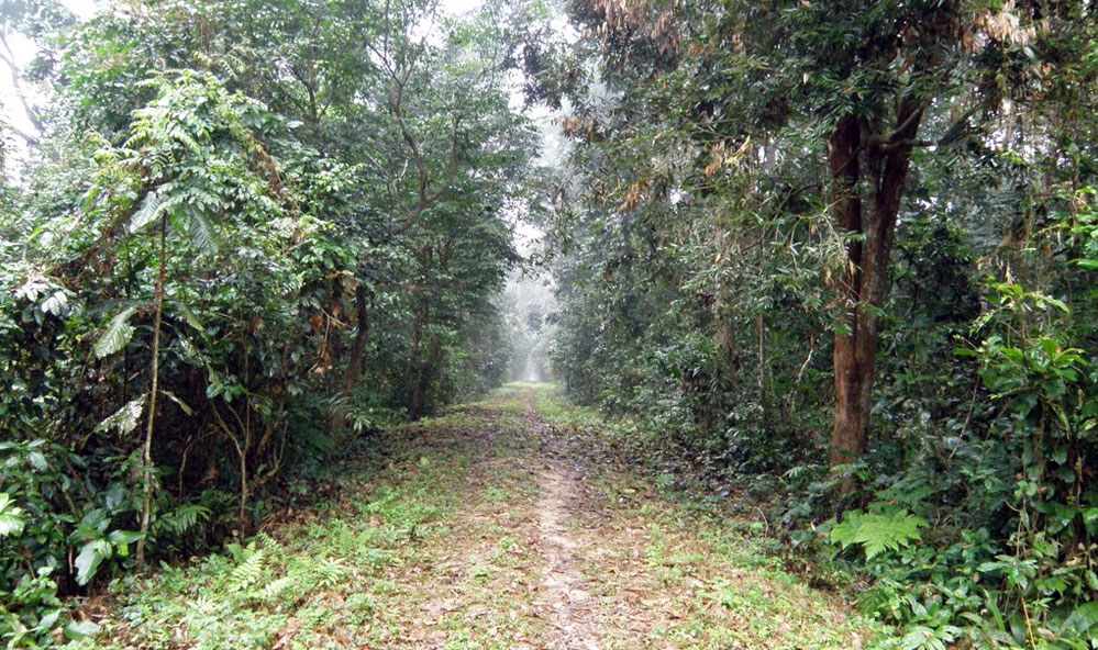 Gibbon Wildlife Sanctuary Gibbon Wildlife Sanctuary