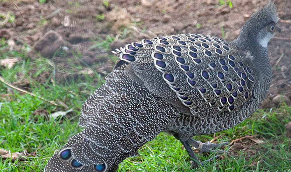 Balpakram National Park