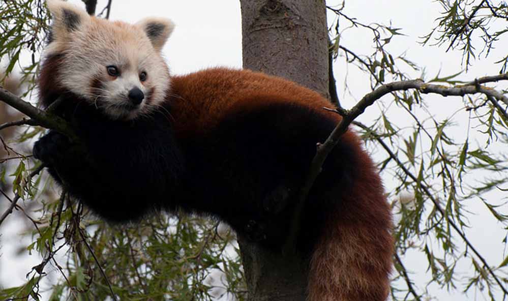 Balpakram National Park
