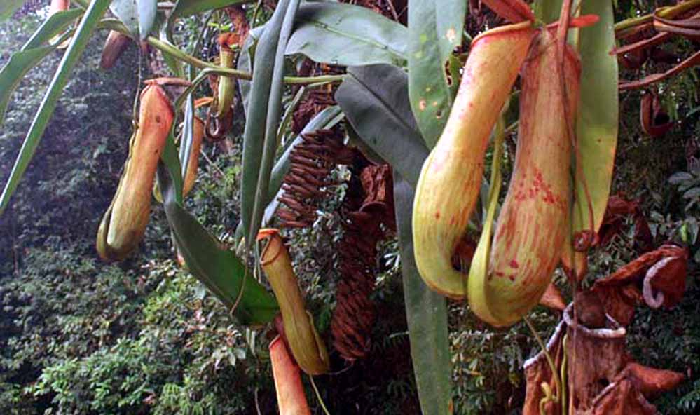 Balpakram National Park