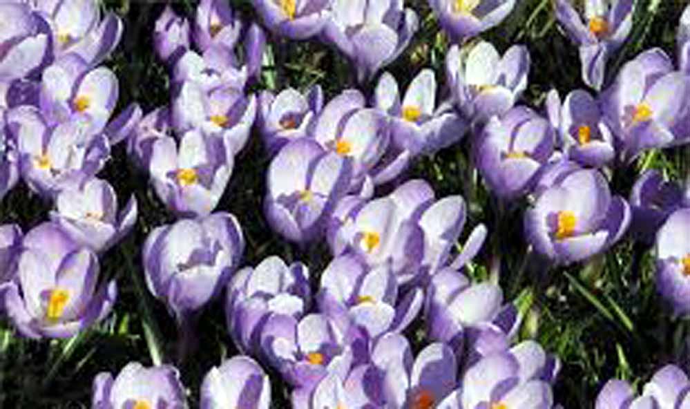 Balpakram National Park