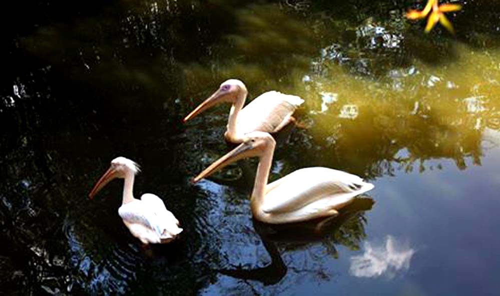 Lady Hydari Park Lady Hydari Park