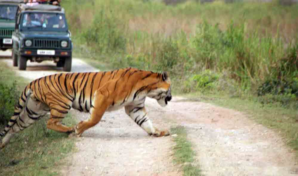Kaziranga National Park Kaziranga National Park
