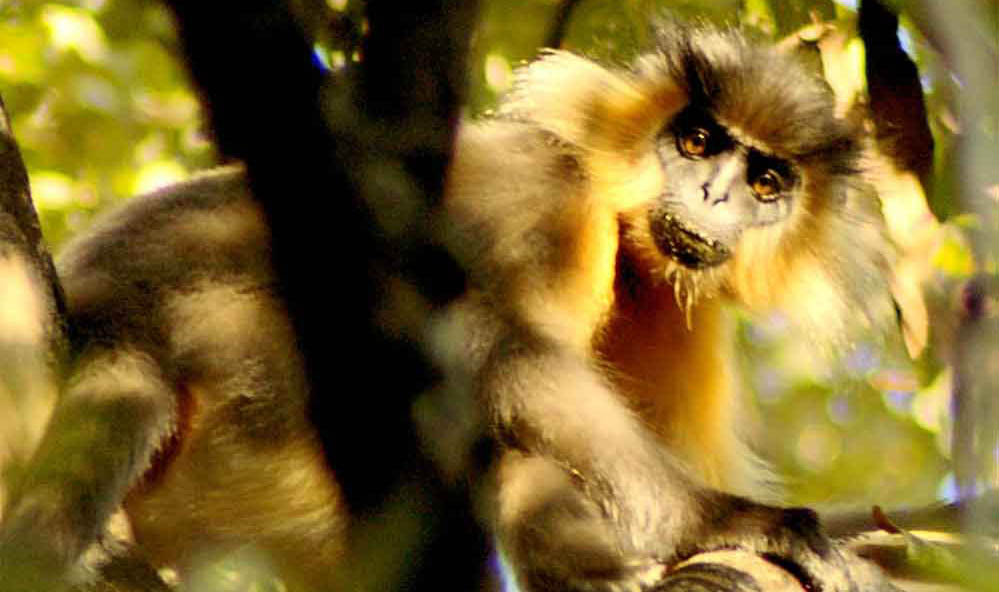 Hollock Gibbon Hollock Gibbon