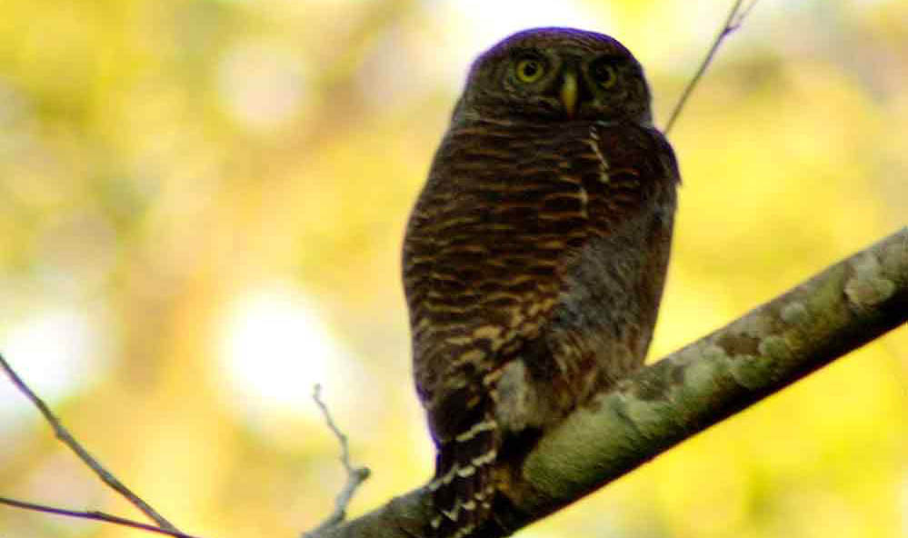 Manas National Park Manas National Park