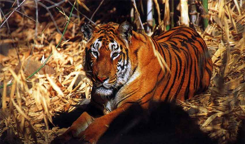 Nameri National Park Nameri National Park