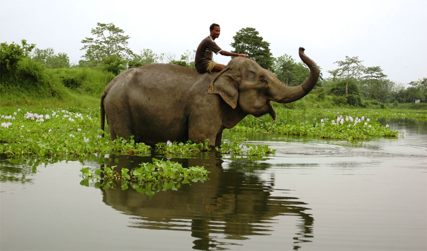 Nameri National Park Nameri National Park