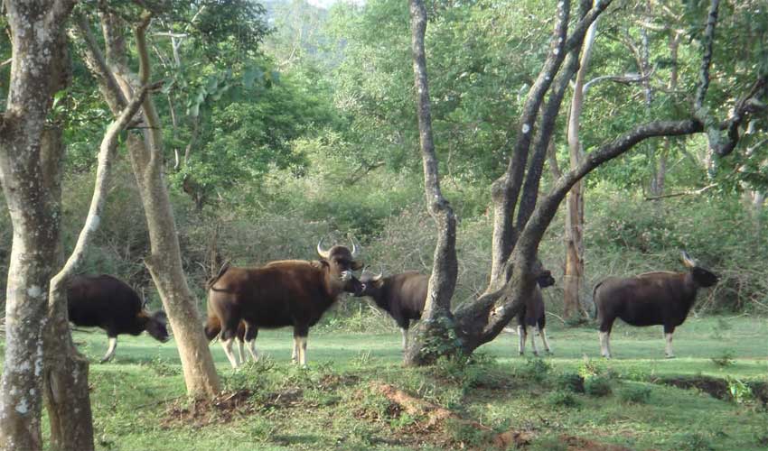 Nameri National Park Nameri National Park