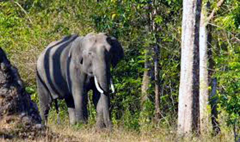 Nokrek National Park Nokrek National Park