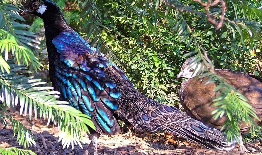 Nokrek National Park Nokrek National Park