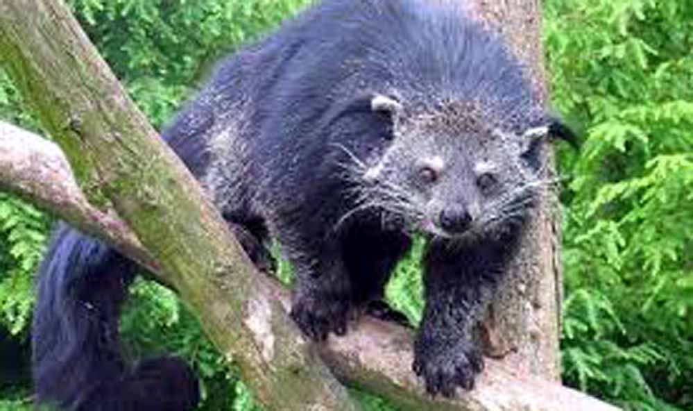 Nokrek National Park Nokrek National Park