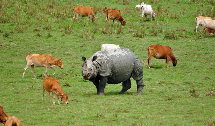 Pobitora Wildlife Sanctuary Pobitora Wildlife Sanctuary